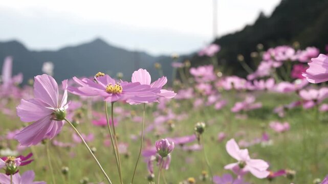 スローモーション映像で見る秋桜の花畑