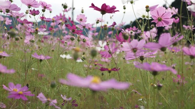 スローモーション撮影のコスモス畑と秋の風