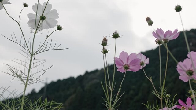 スローモーション撮影のコスモス畑と秋の風