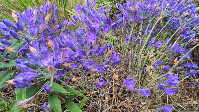 Close up view of purple queen fabiola lily blossoms glistening with moisture.