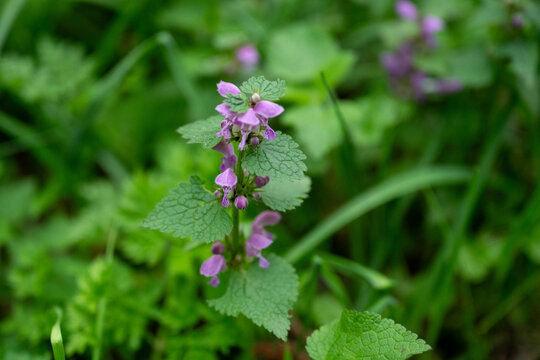 Spotted dead-nettle with pink flowers, Taorska vrela, Serbia