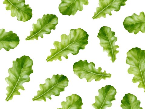Seamless pattern of fresh green oak leaf lettuce on white background