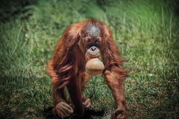 Young Orangutan Carrying a Gourd in Its Mouth © Benzo Jones