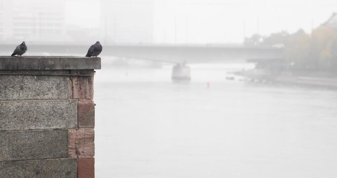 A solitary pigeon perches on a weathered stone parapet overlooking the mist-covered Rhine in Basel, with a distant bridge and muted autumn cityscape fading into the haze.