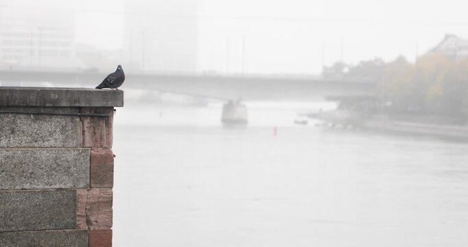 A solitary pigeon perches on a weathered stone parapet overlooking the mist-covered Rhine in Basel, with a distant bridge and muted autumn cityscape fading into the haze.