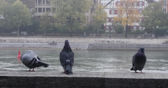 Pigeons walk across a stone ledge beside the Rhine in Basel, with a red river buoy, autumn foliage, and historic riverside buildings softened by mist.