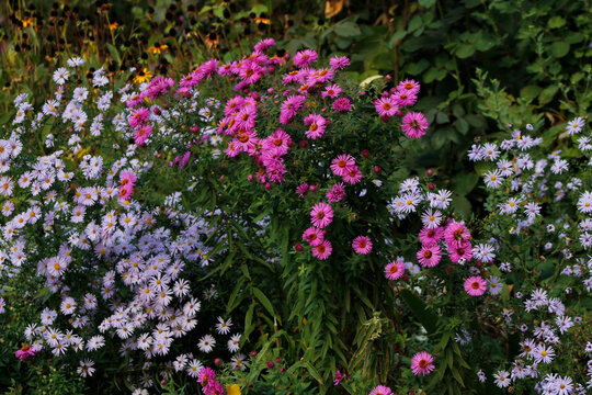 autumn asters in the garden