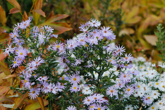 beautiful small purple aster flowers
