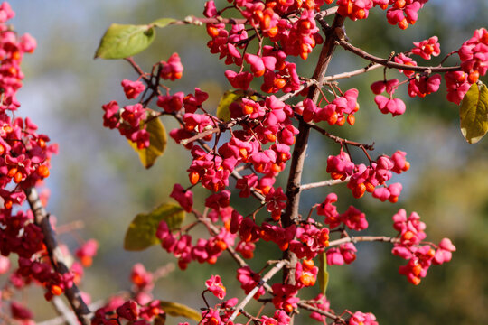 blooming spindle tree with red flowers
