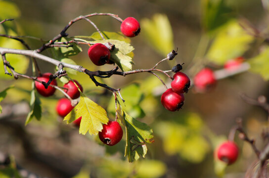 hawthorn with red berries in autumn
