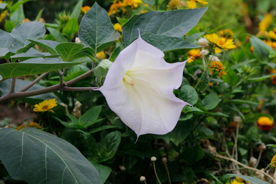 blooming datura in the garden
