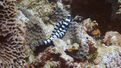 Black and white snake underwater © taffpixture