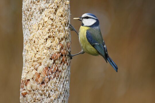 Blue tit (Parus caeruleus) at a feeding bag, winter feeding, Schleswig-Holstein, Germany