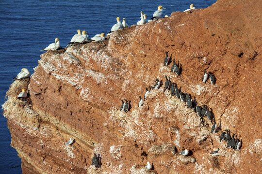 Northern Gannet (Morus bassanus) feeding off Heligoland, Heligoland, Schleswig-Holstein, Germany