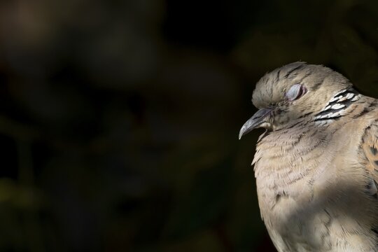 Turtle dove (Streptopelia turtur) adult bird sleeping in summer, England, United Kingdom