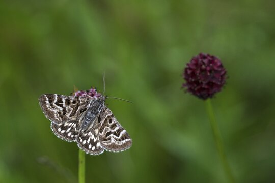 Callistege mi, Euclidia mi, owl moth, noctuidae, checktageule, butterfly, insects, moths, moths, moths, moths, butterfly
