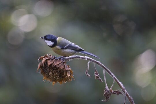 Great tit (Parus major) on sunflower, Emsland, NIedersachsen, Germany