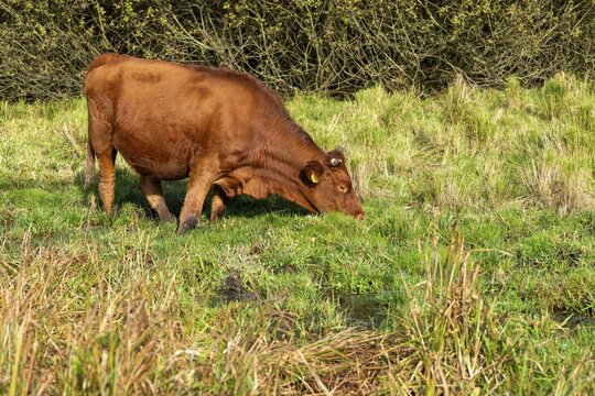 Artiodactyla, Bavaria, Bos Taurus sspec.5, cattle, even-toed ungulate, high-altitude cattle, Upper Palatinate, cloven-hoofed cattle, Tirschenreuth, Waldnaab, Waldnaabaue, wild willows Waldnaabaue, domesticated animals, extensive grazing, feeding marks, pet, mammals, cattle, mammals, bite
