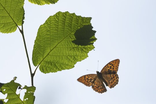 Silver-washed fritillary butterfly (Argynnis paphia) adult insect in flight approaching another on a Hazel leaf in summer, England, United Kingdom
