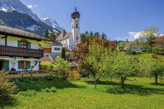 Spring meadow with blossoming trees and parish church in front of the Zugspitze 2962m in the Wetterstein mountains, Zugspitz village Grainau, Werdenfelser Land, Bavarian Alps, Upper Bavaria, Bavaria, Germany