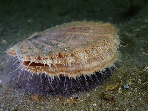 Scallop (Pecten maximus), underwater, Rinvyle dive site, Co. Galway, Irish Sea, North Atlantic, Ireland