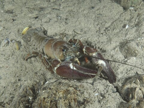 A signal crayfish (Pacifastacus leniusculus), an American crayfish and an invasive species, on sandy ground, at the Terlinden diving site, K&uuml;snacht, Lake Zurich, Canton of Zurich, Switzerland