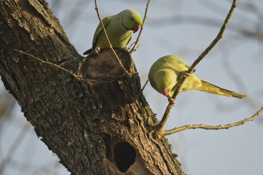 Rose-ringed parakeet (Psittacula krameri) at the breeding burrow, Rhineland-Palatinate, Germany