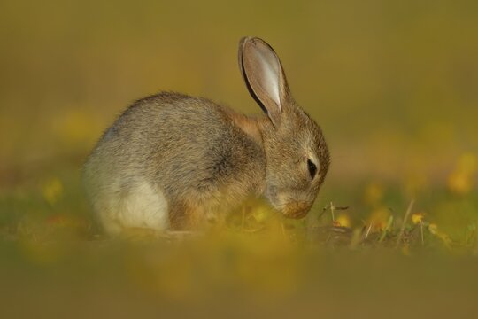 Rabbit (Oryctolagus cuniculus) wild adult animal in grassland with yellow summer flowers, England, United Kingdom