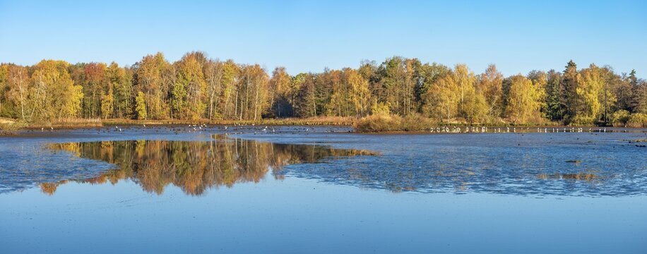 Swampy lake in autumn, numerous great egrets in the shallow water, trees on the shore are reflected, Plothener Teichgebiet, Thuringia, Germany