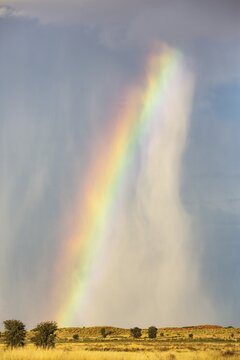 Rain and rainbow during the rainy season in the Kalahari Desert, Kgalagadi Transfrontier Park, South Africa