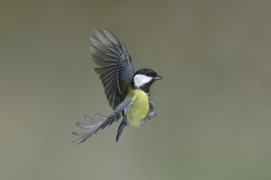 Great tit (Parus major) in flight, lateral aerial view, North Rhine-Westphalia, Germany