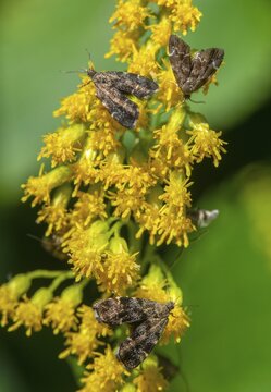 Anthophila Fabriciana, brown spreader wing butterfly, stinging nettle butterfly, common nettle tap, round-fronted moth, spreadwing nettle moth, butterfly, high size, portrait, insects, butterflies, butterflies, butterflies