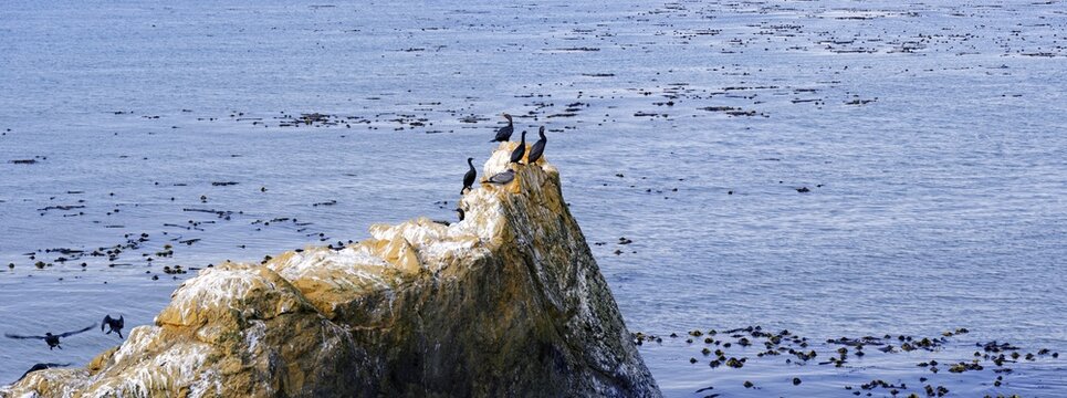Cormorants (Phalacrocorax) on a rock on the Pacific coast at Piedras Blancas, California, United States