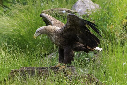 Eagle in the grass with half-open wings, ready to take off, White-tailed Eagle (Haliaeetus albicilla), France