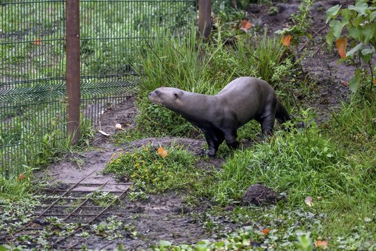 Giant otter (Pteronura brasiliensis) in the nursery of the Conservation Land Trust, captive, Foundation, San Alonso Island, Esteros del Iber&aacute;, Corrientes Province, Argentina