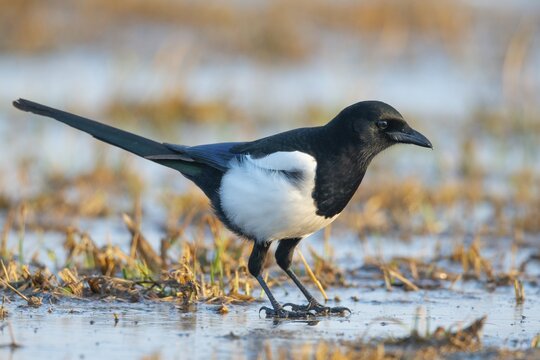 European magpie (Pica pica), Kutno, Poland