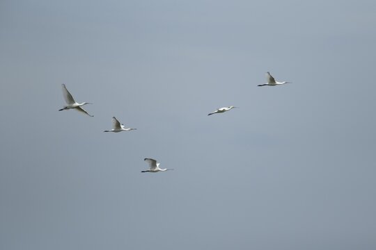 Eurasian spoonbill (Platalea leucorodia) five adult birds in flight, Lincolnshire, England, United Kingdom