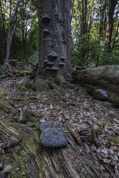 Tinder fungus (Fomes fomentarius) on old beech trees (Fagus sylvatica), Emsland, Lower Saxony, Germany