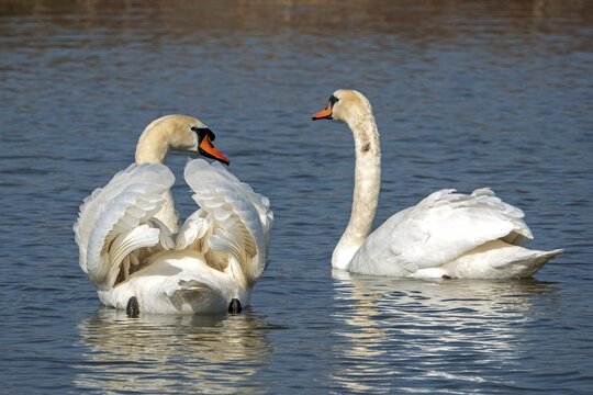 Swan, 2 Mute Swans (Cygnus olor) swimming in the water, Baden-W&uuml;rttemberg, Germany