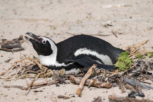 African penguin (Spheniscus demersus) with egg on its nest, Boulder Beach, Western Cape, Simon's Town, South Africa