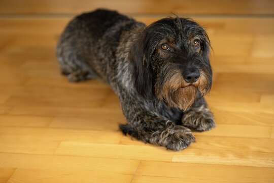 Rough-haired dachshund, male, 3 years, lying on parquet floor, Stuttgart, Baden-W&uuml;rttemberg, Germany