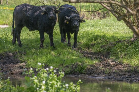 Artiodactyla, Bubalus Arnee, even-toed ungulate, cloven-hoofed, water buffalo, water buffalo, grazing, domesticated animals, extensive grazing, pet, landscape management, landscape preservation, mammals, mammals