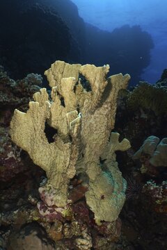 Blade firel coral (Millepora platyphylla), Shaab Claudia reef dive site, Red Sea, Egypt