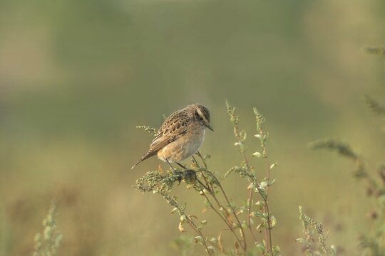Whinchat (Saxicola rubetra) Female in Plain Dress, Allg&auml;u, Bavaria, Germany