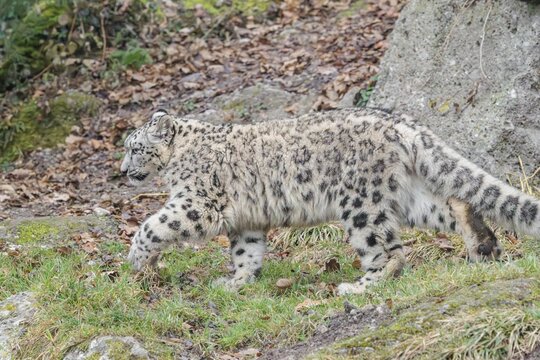 A snow leopard (Panthera uncia) runs along a mountainside between rocks and trees on a sunny day. Captive