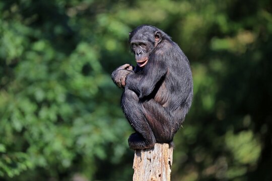 Bonobo, pygmy chimpanzee (Pan Paniscus), adult, sitting, on tree trunk, alert, endangered species, captive