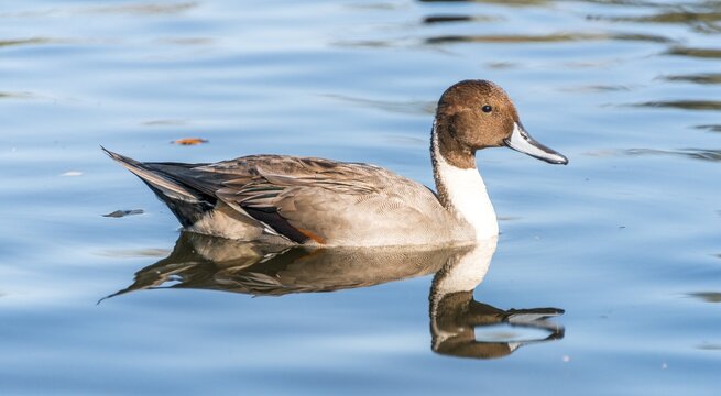 Pintail (Anas acuta) in water, Alaksen National Wildlife Area, British Columbia, Canada