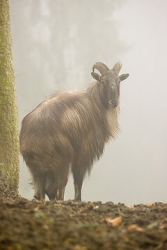 A male and a female Himalayan Tahr (Hemitragus jemlahicus) stand in the forest on a foggy day
