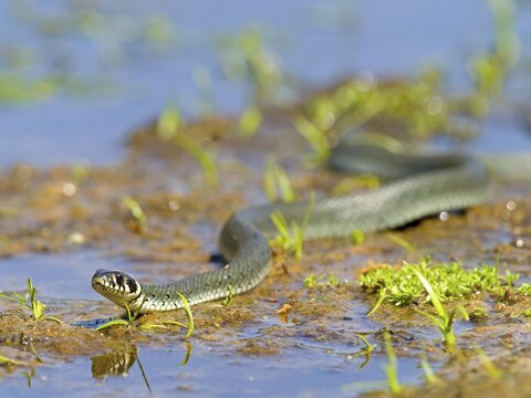 Grass snake (Natrix natrix) on the bank of a body of water with mirror image, Upper Lusatia, Saxony, Germany