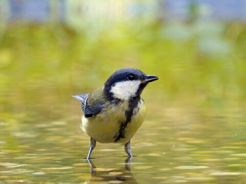 Great tit (Parus major) standing in shallow water, Solms, Hesse, Germany